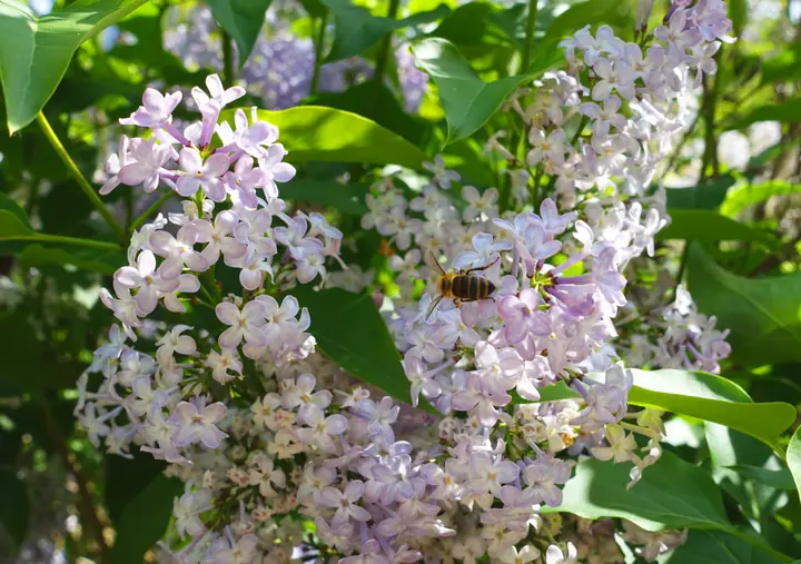 Flieder mit Biene im Garten